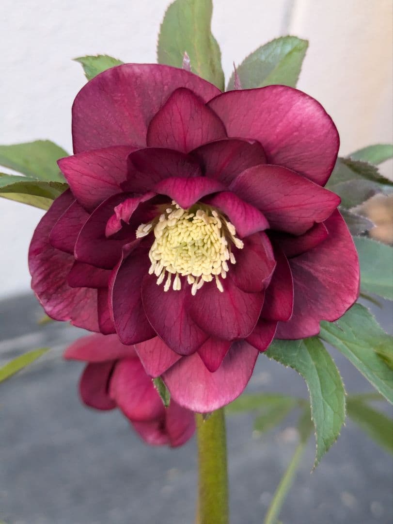 広瀬園芸 クリスマスローズ レッドリバーシブルDD｜内黒赤×裏ワインレッド