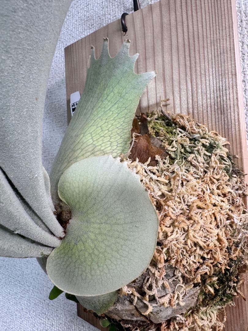 P. Lion Head ライオンヘッド　ビカクシダ　株分け　OC コルク