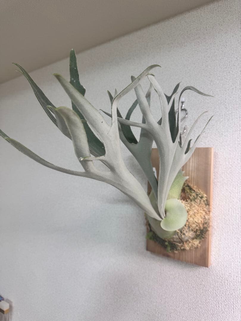 P. Lion Head ライオンヘッド　ビカクシダ　株分け　OC コルク