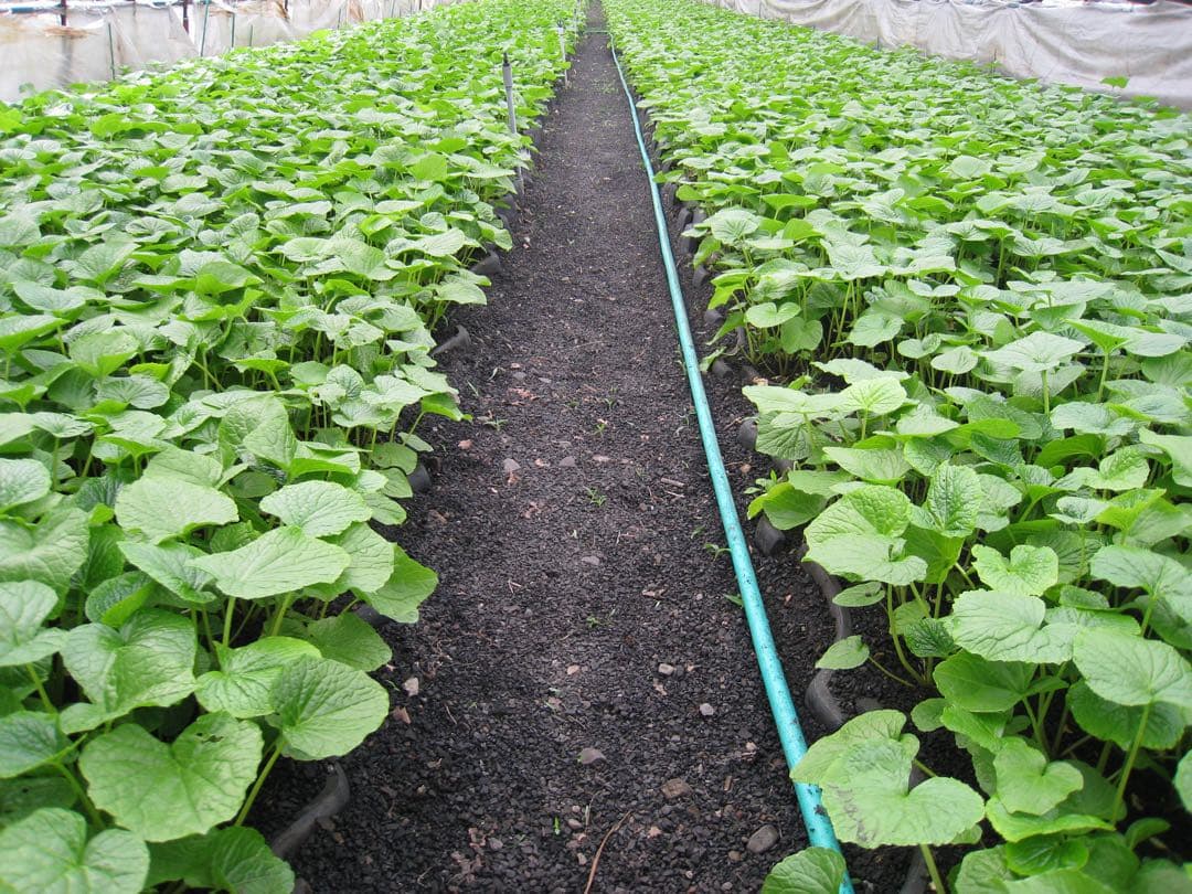 静岡県産　わさび苗　１００本　ワサビ　苗