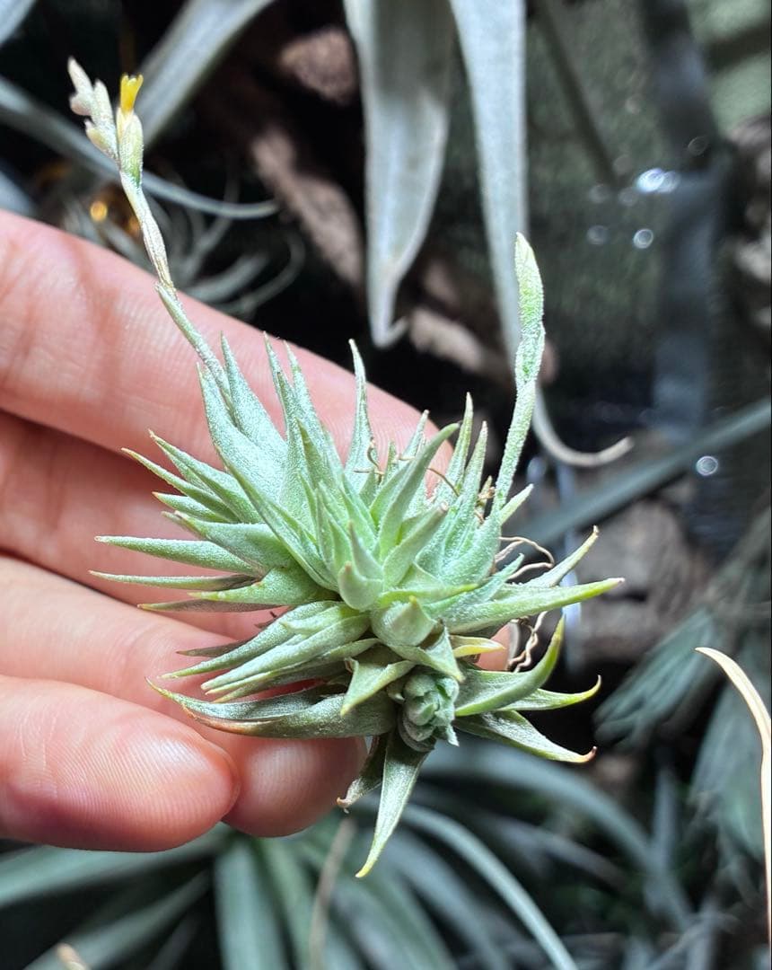 T. loliacea Compact Good Clone T'S 株