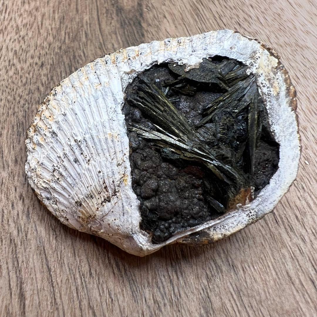 ビビアナイト 貝 鉱物 標本 原石