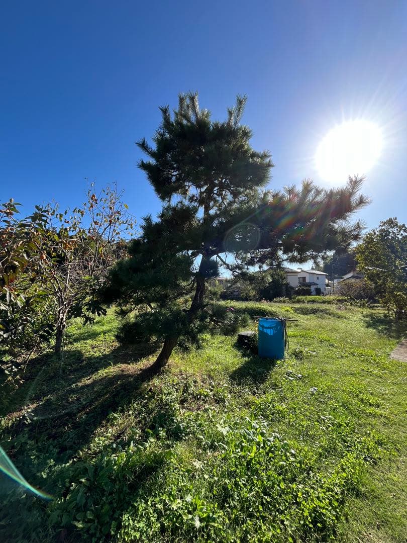 中型 松 健康的な針葉樹　黒松　庭木