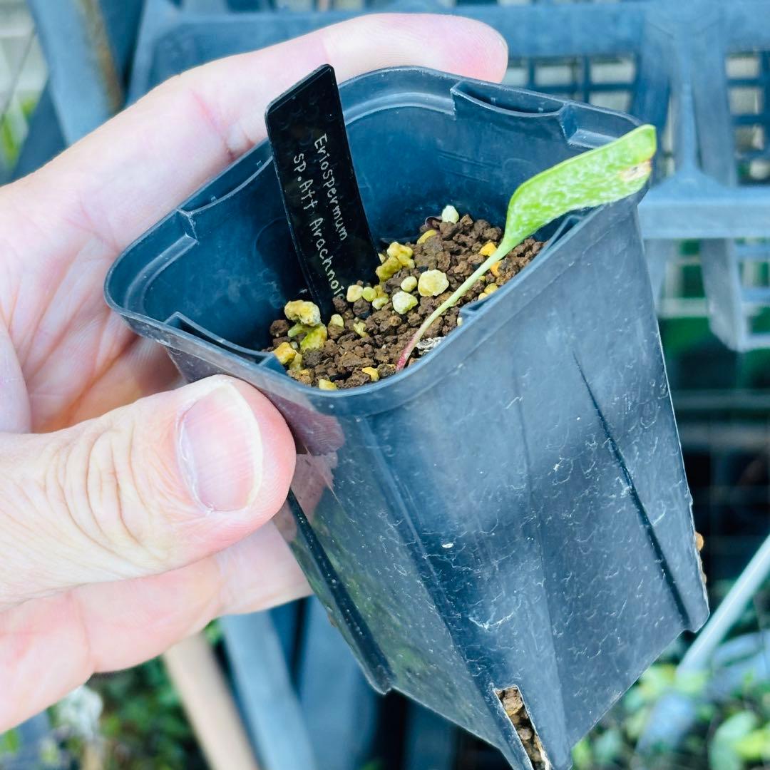 ハロウィンセール！希少 エリオスペルマム SP チタノプソイデス ケープバルブ