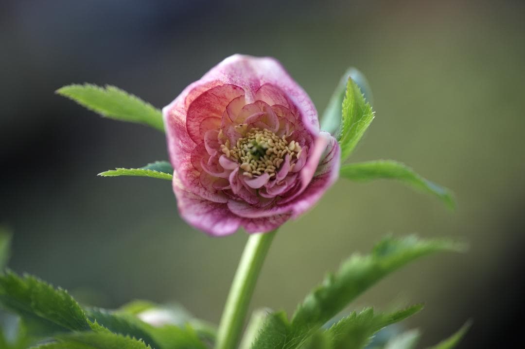 ひなっち クリスマスローズ 開花株 SDプリマヴェーラhyb