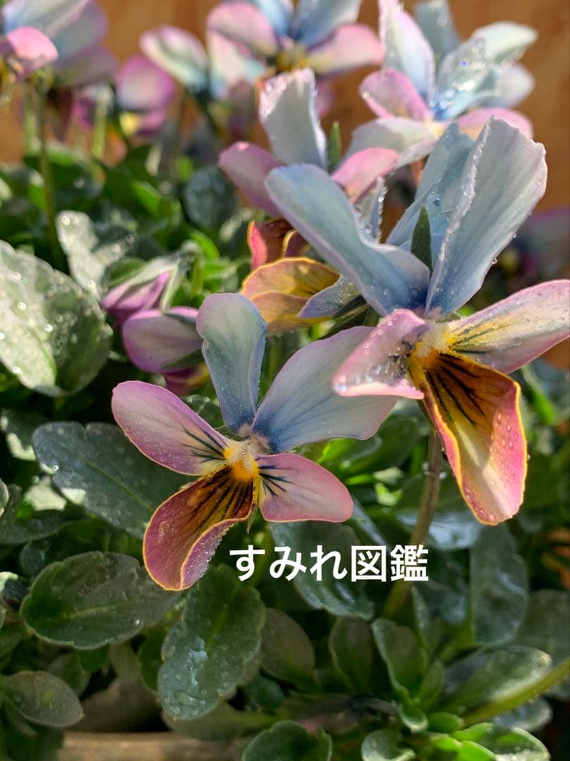 すみれ図鑑　大株