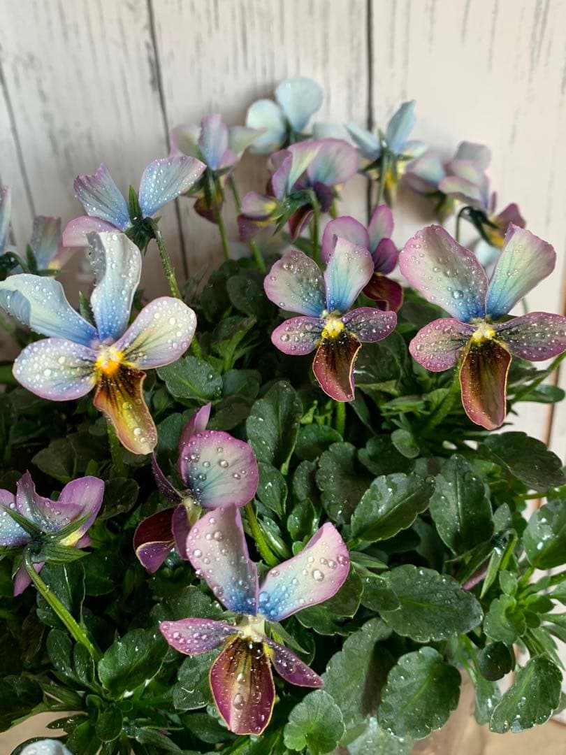 すみれ図鑑　大株