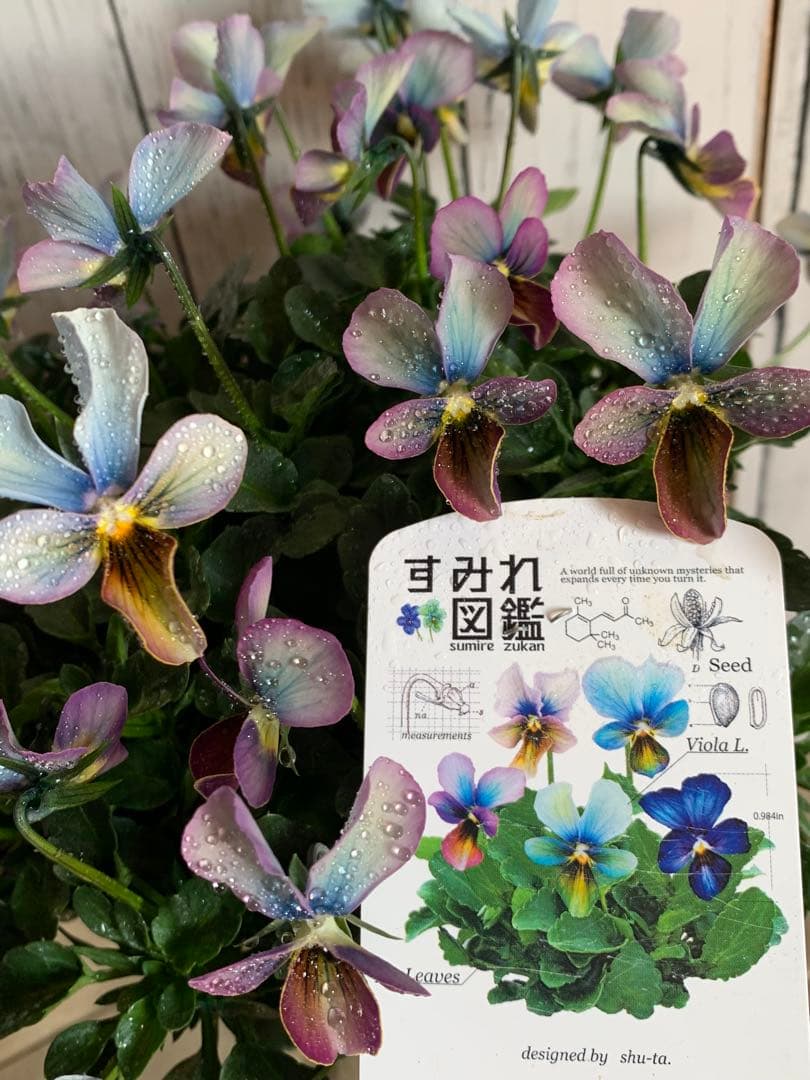 すみれ図鑑　大株