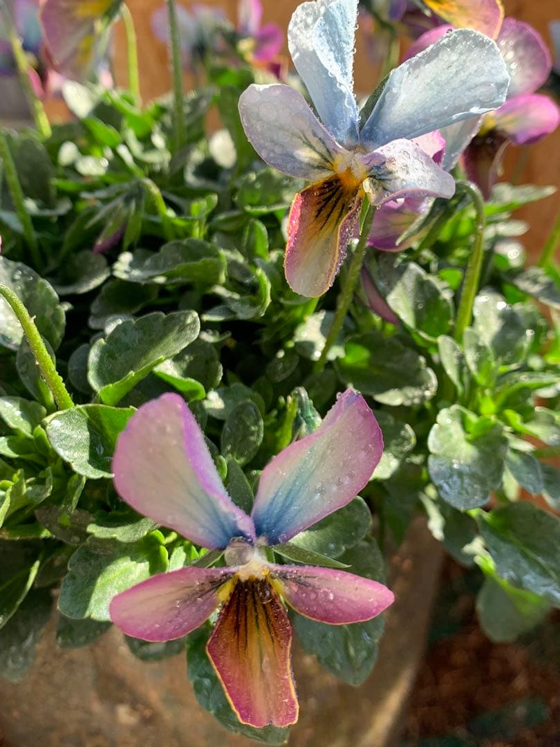 すみれ図鑑　大株