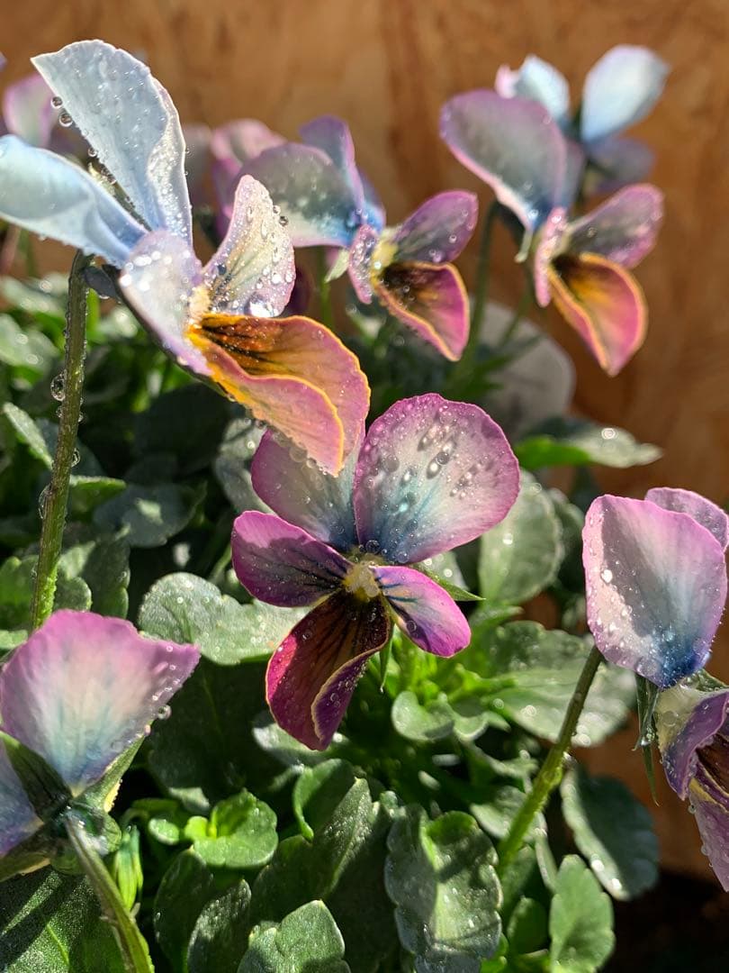 すみれ図鑑　大株