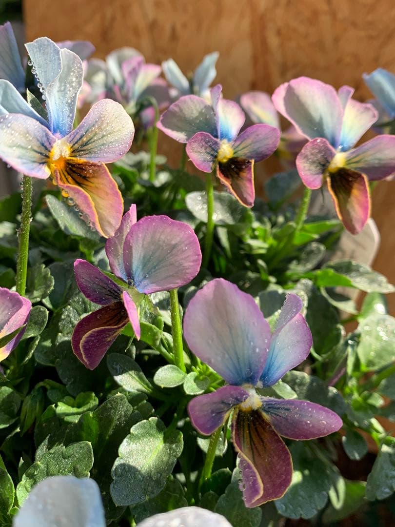 すみれ図鑑　大株