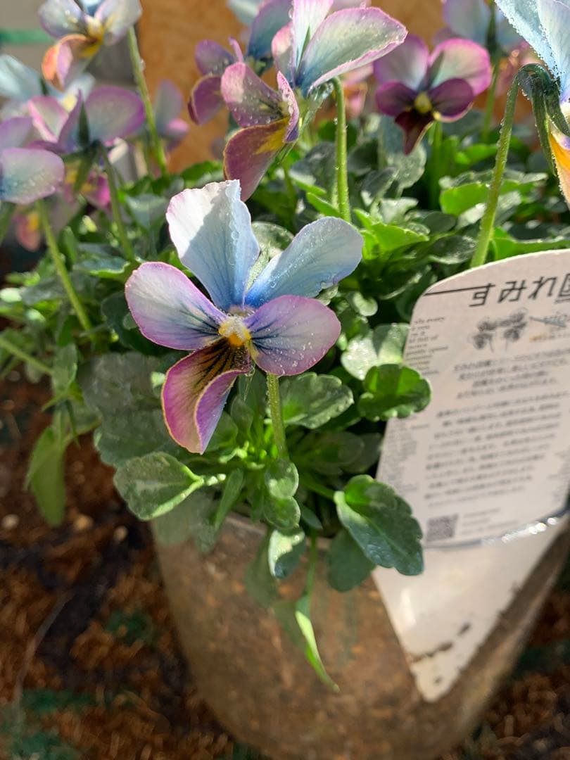 すみれ図鑑　大株