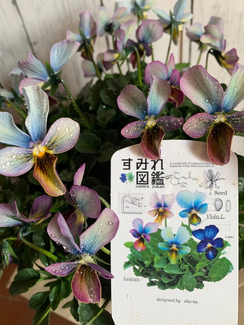 すみれ図鑑　大株