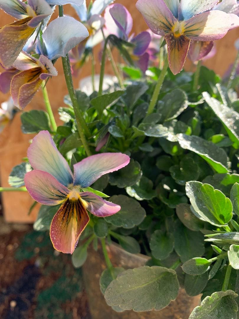 すみれ図鑑　大株