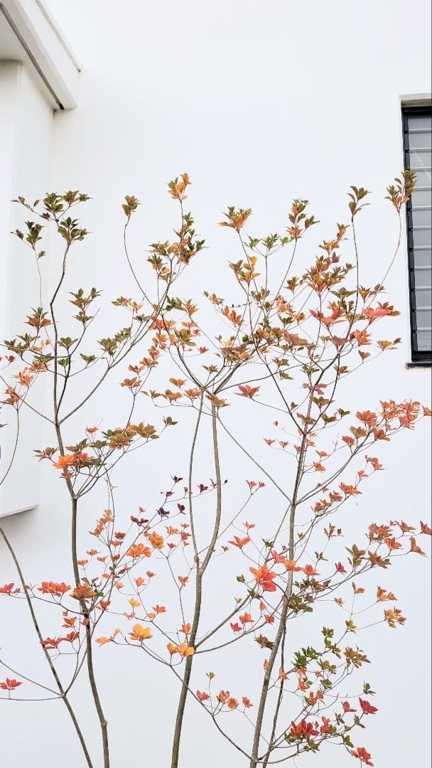 珠玉。。山採りドウダンツツジ。