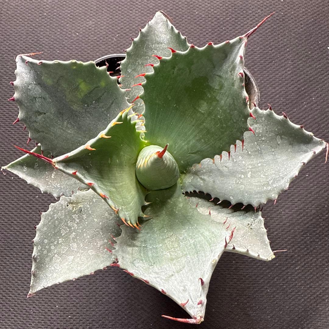 アガベ　パライシ × トランカータ　ハイブリッド　パリー　パラサナ