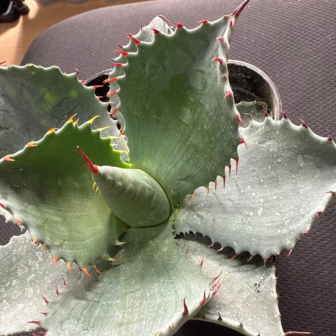 アガベ　パライシ × トランカータ　ハイブリッド　パリー　パラサナ