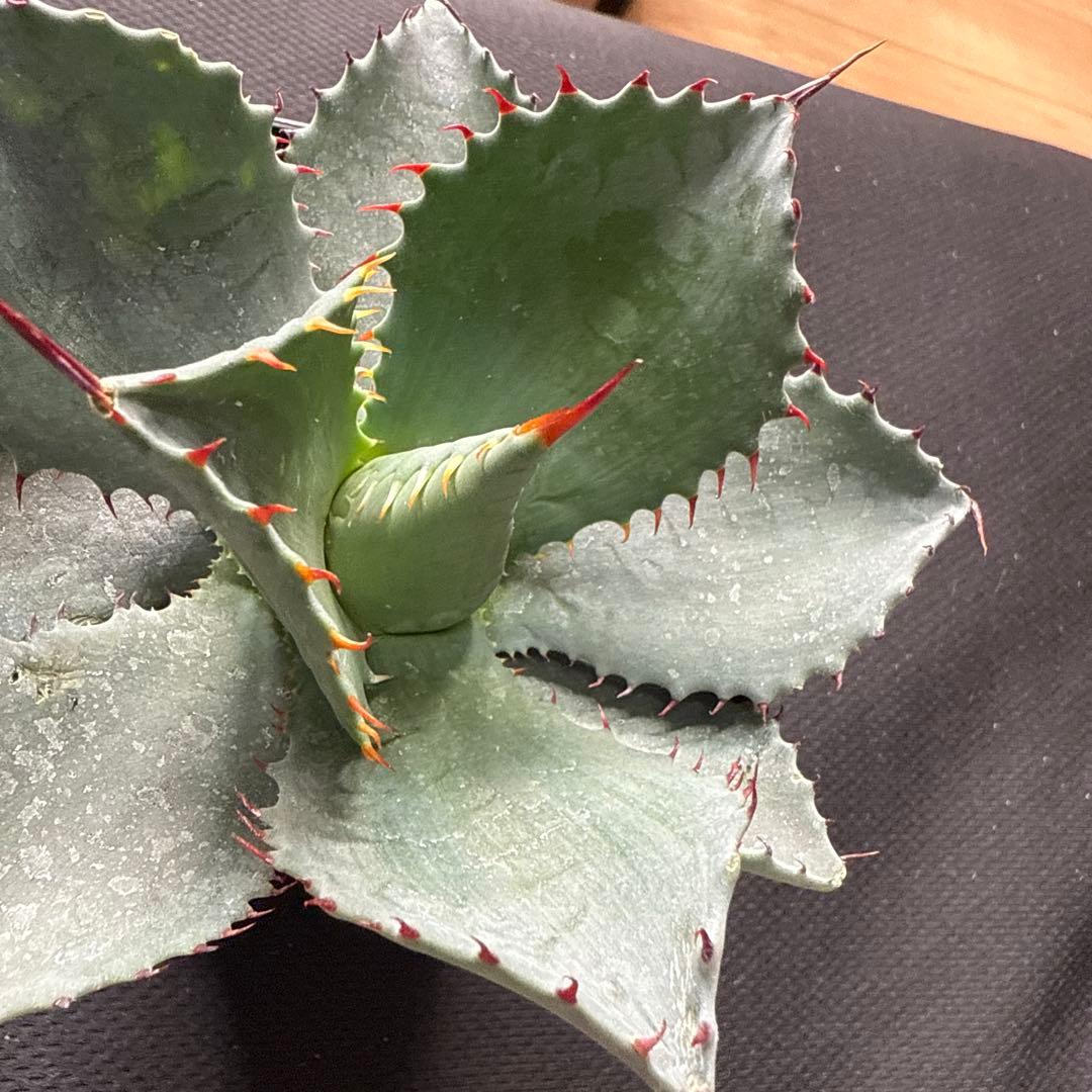 アガベ　パライシ × トランカータ　ハイブリッド　パリー　パラサナ