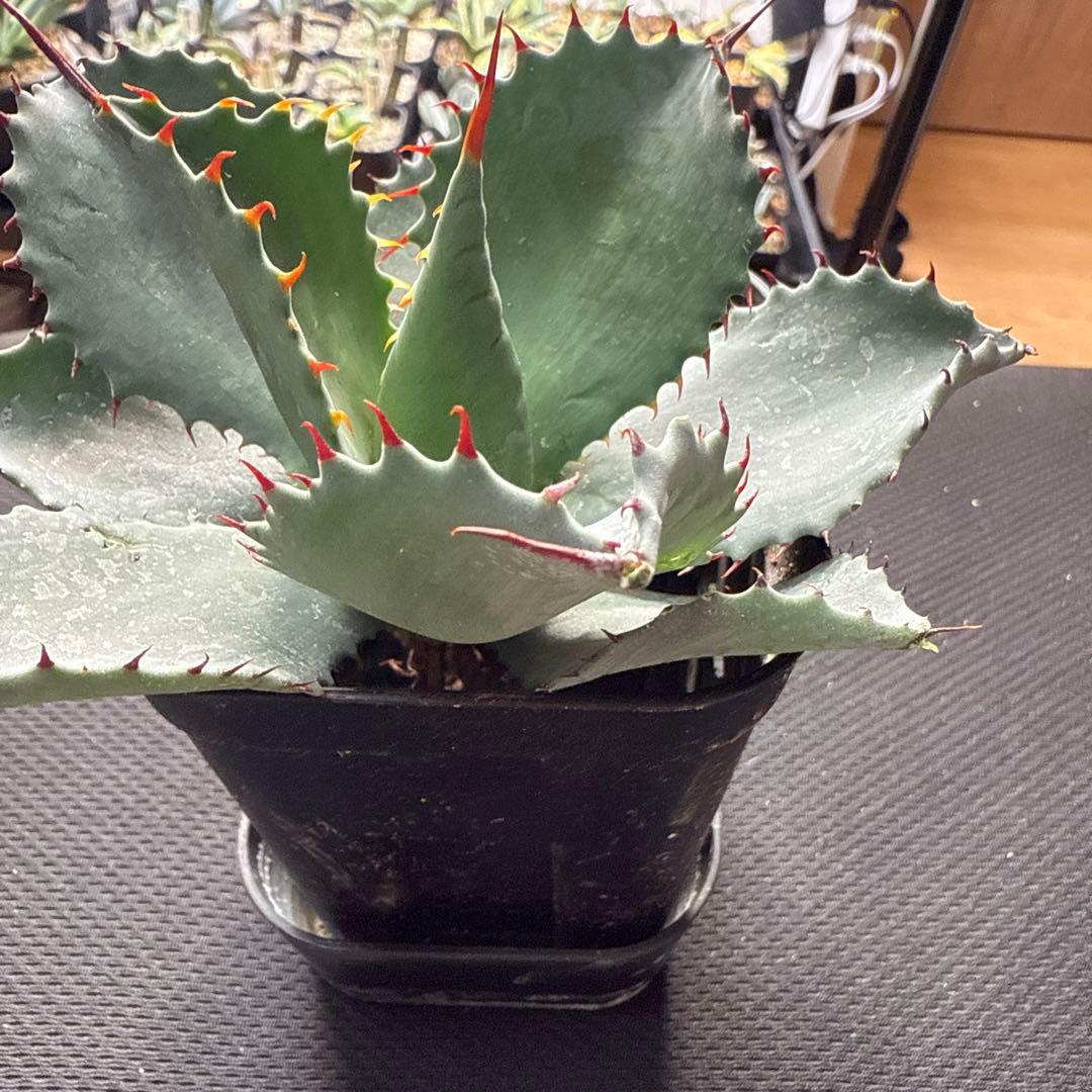 アガベ　パライシ × トランカータ　ハイブリッド　パリー　パラサナ