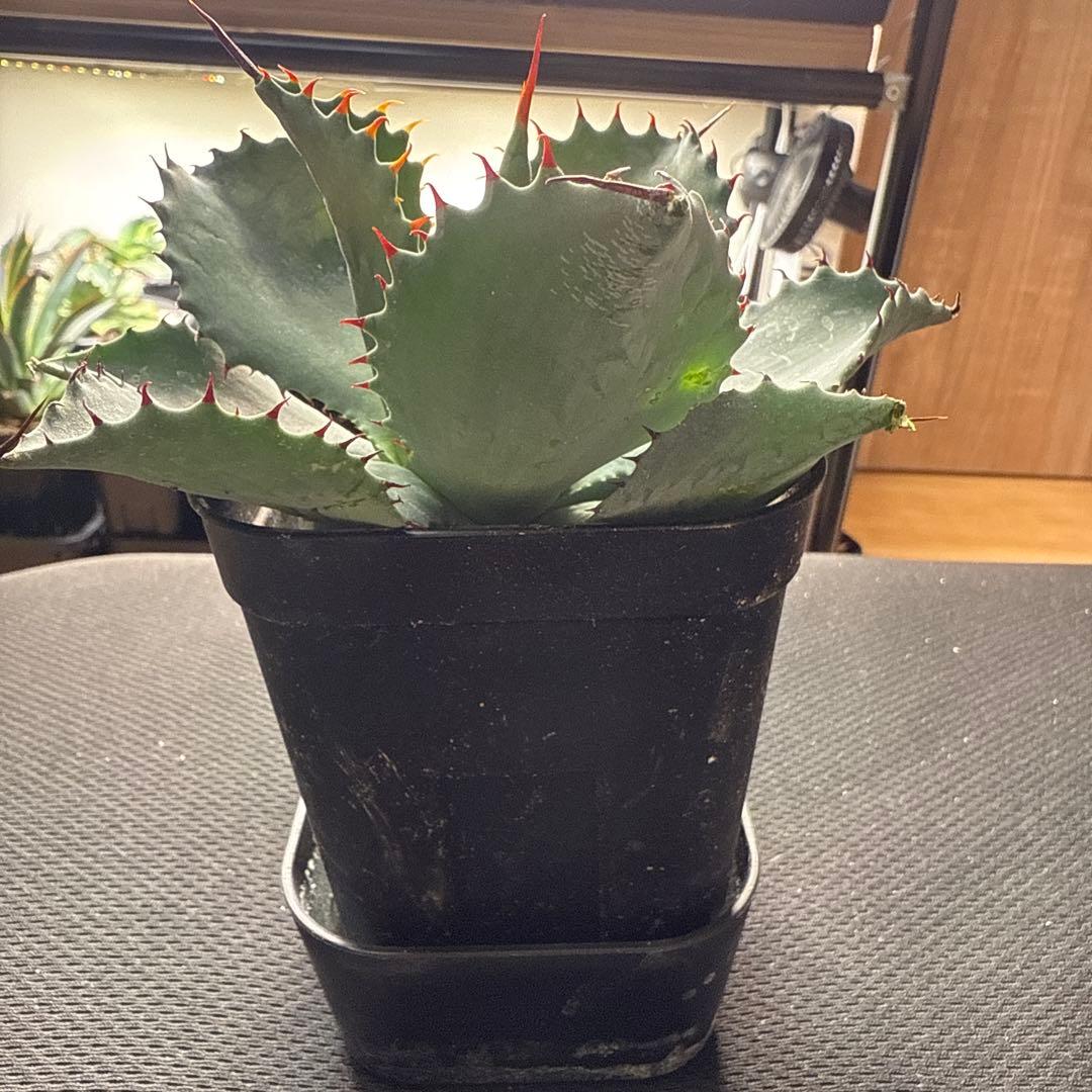 アガベ　パライシ × トランカータ　ハイブリッド　パリー　パラサナ