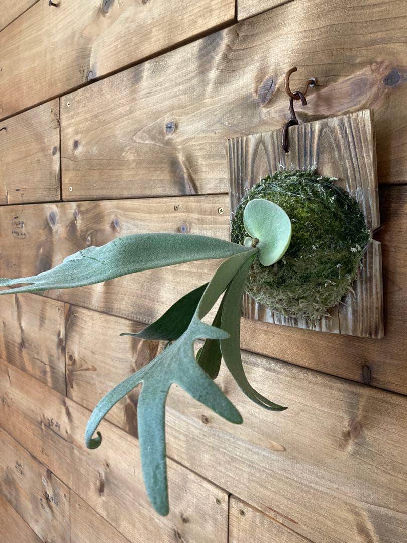 ビカクシダ ウィリンキー \