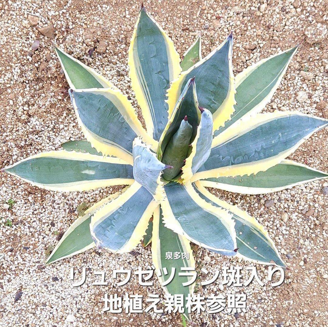 専用コーナー　多肉植物　錦