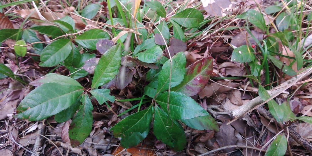 十両　(藪柑子)