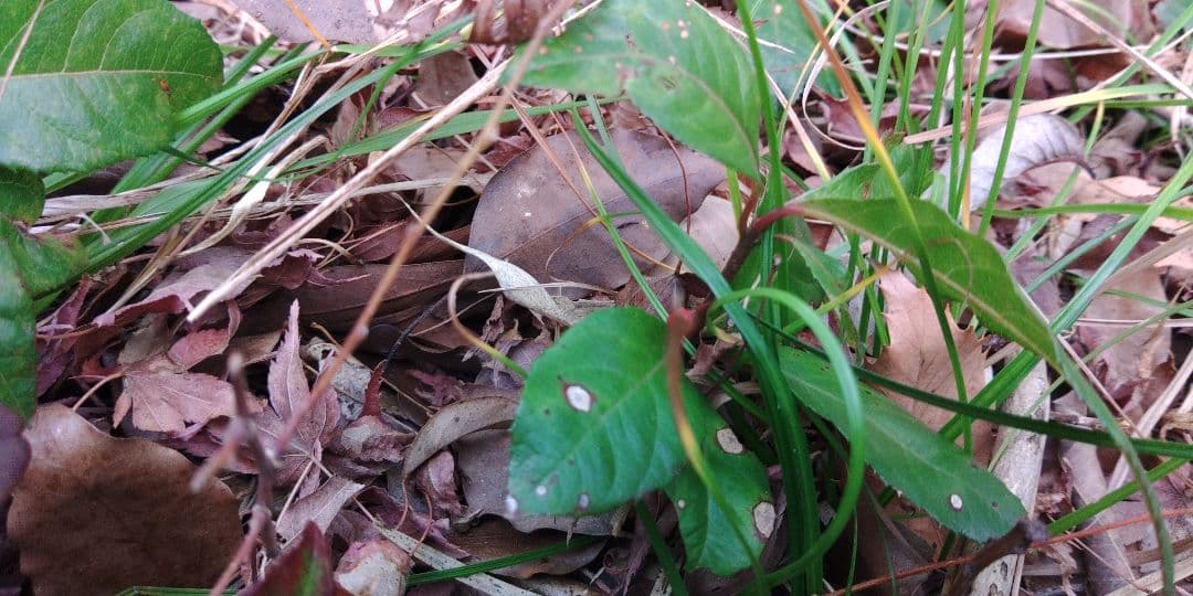 十両　(藪柑子)