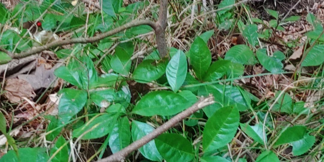 十両　(藪柑子)