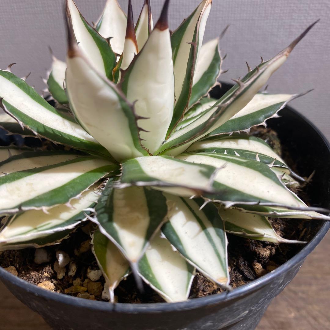 アガベ　ホリダ白中斑入　極上　初売ラスト株