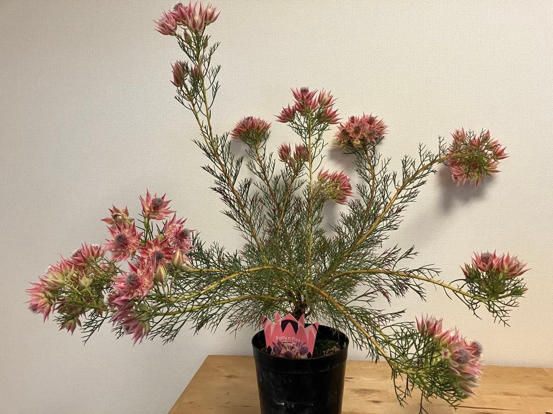 ジョーイセルリア　プリティピンク　6号