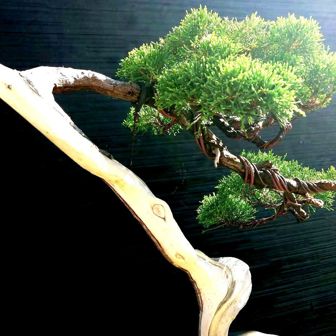 糸魚川　真柏　大品　山木