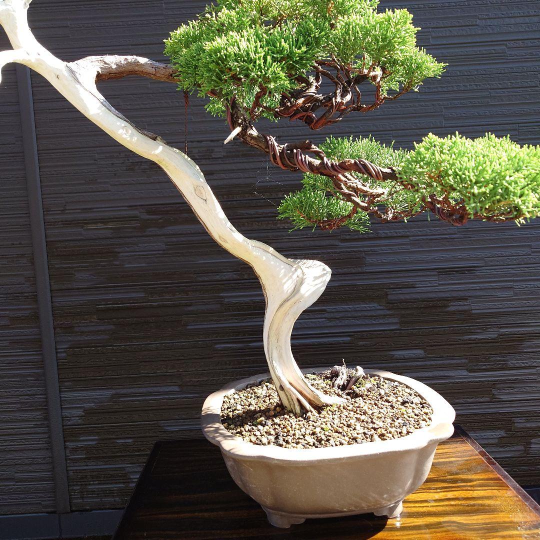 糸魚川　真柏　大品　山木