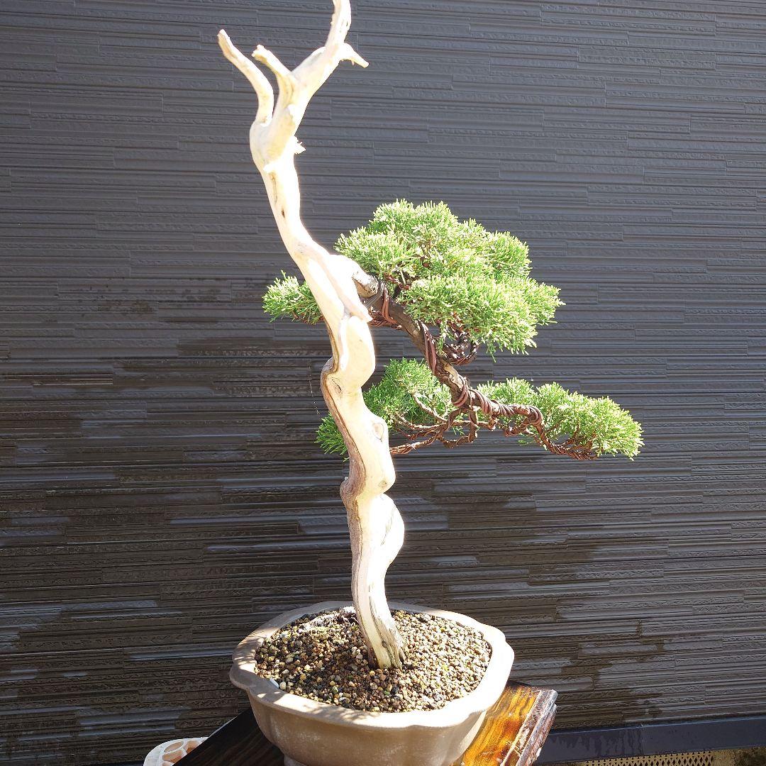 糸魚川　真柏　大品　山木