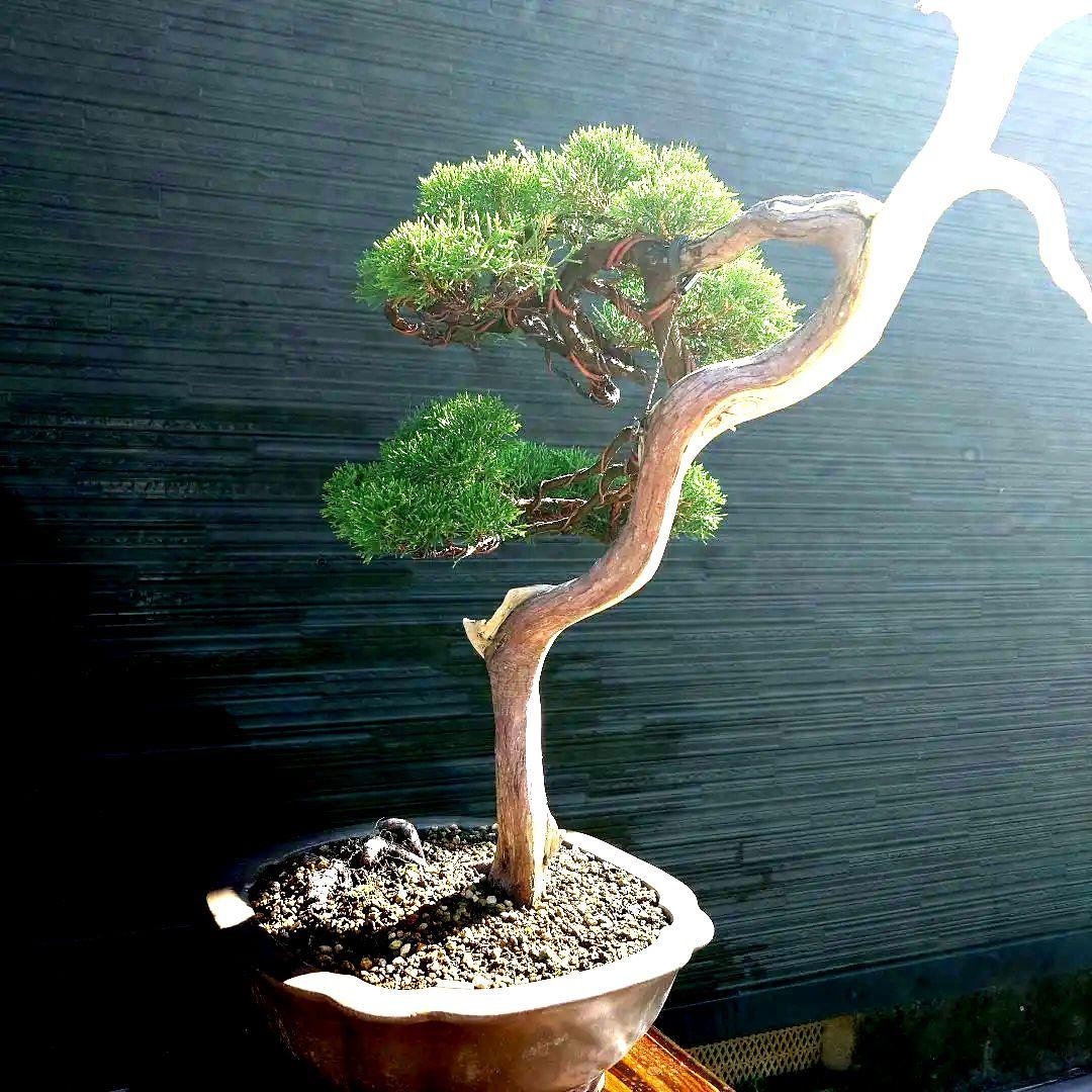 糸魚川　真柏　大品　山木