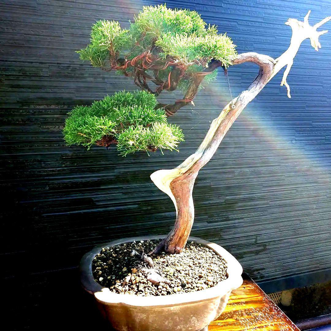 糸魚川　真柏　大品　山木