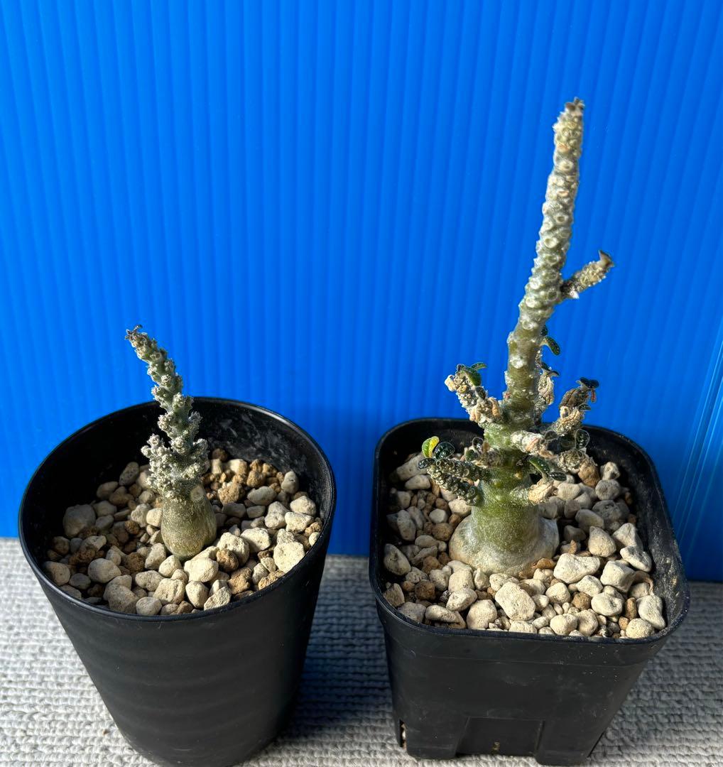 ドルステニア　ギガス　ブラータ　実生