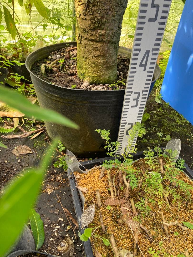 花芽・11 ヤマシタマンゴー　耐寒性　特選フルーツ