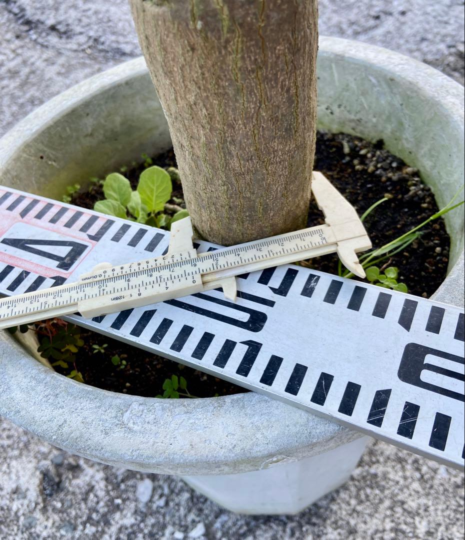 花芽・11 ヤマシタマンゴー　耐寒性　特選フルーツ