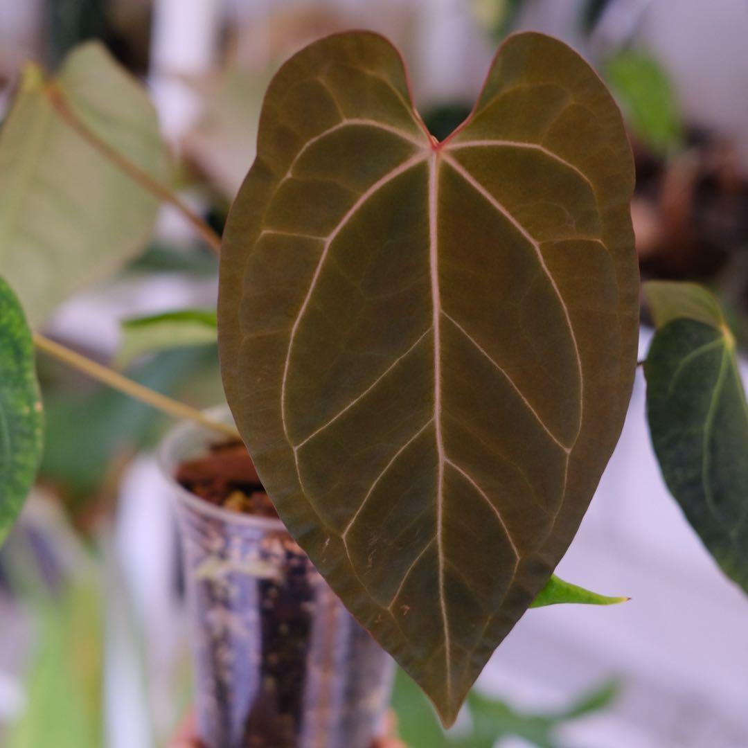Anthurium Ace of Spade × A.Zara Michelle