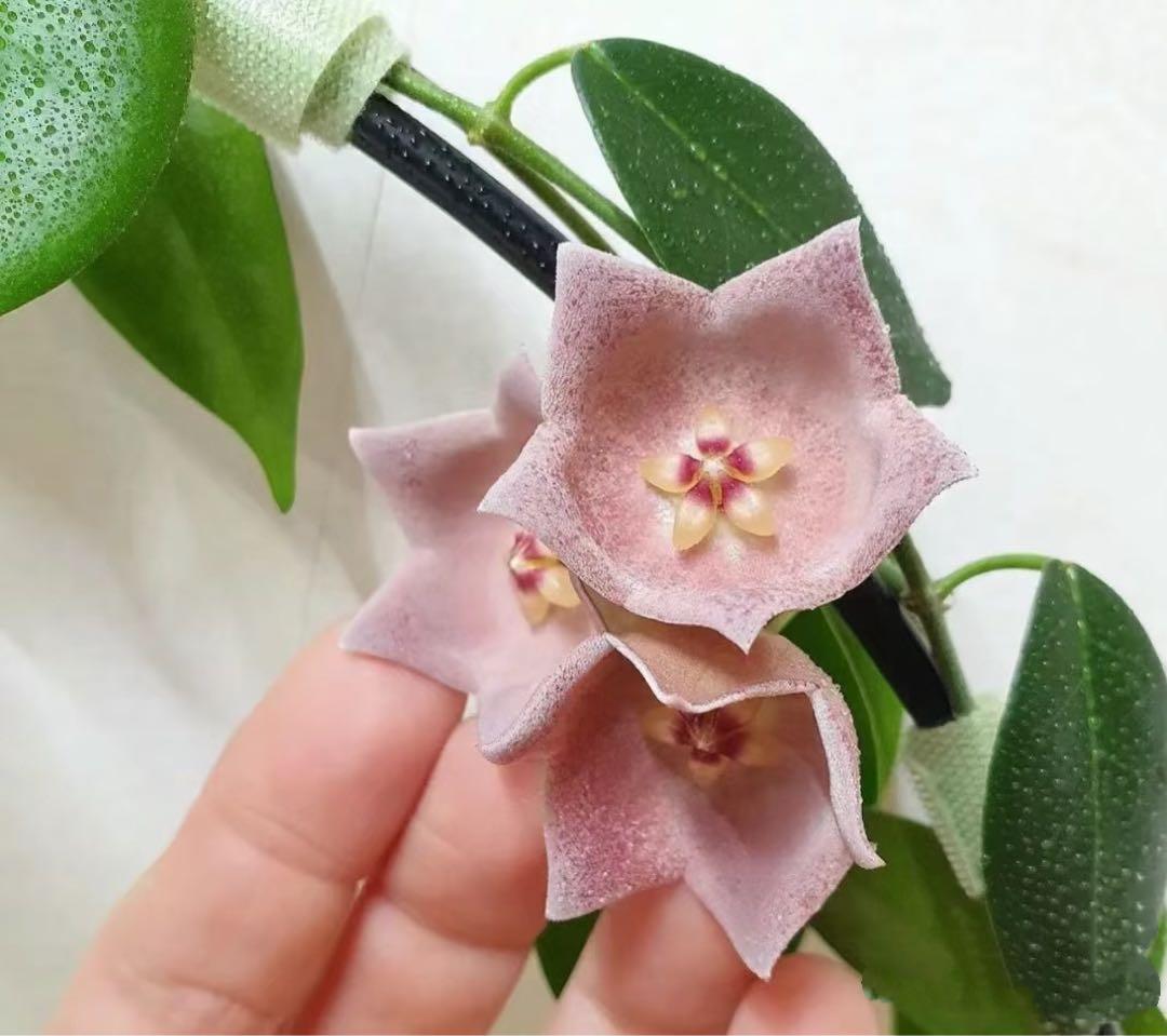 極めて希少種レア hoya desvoeuxensis サクララン