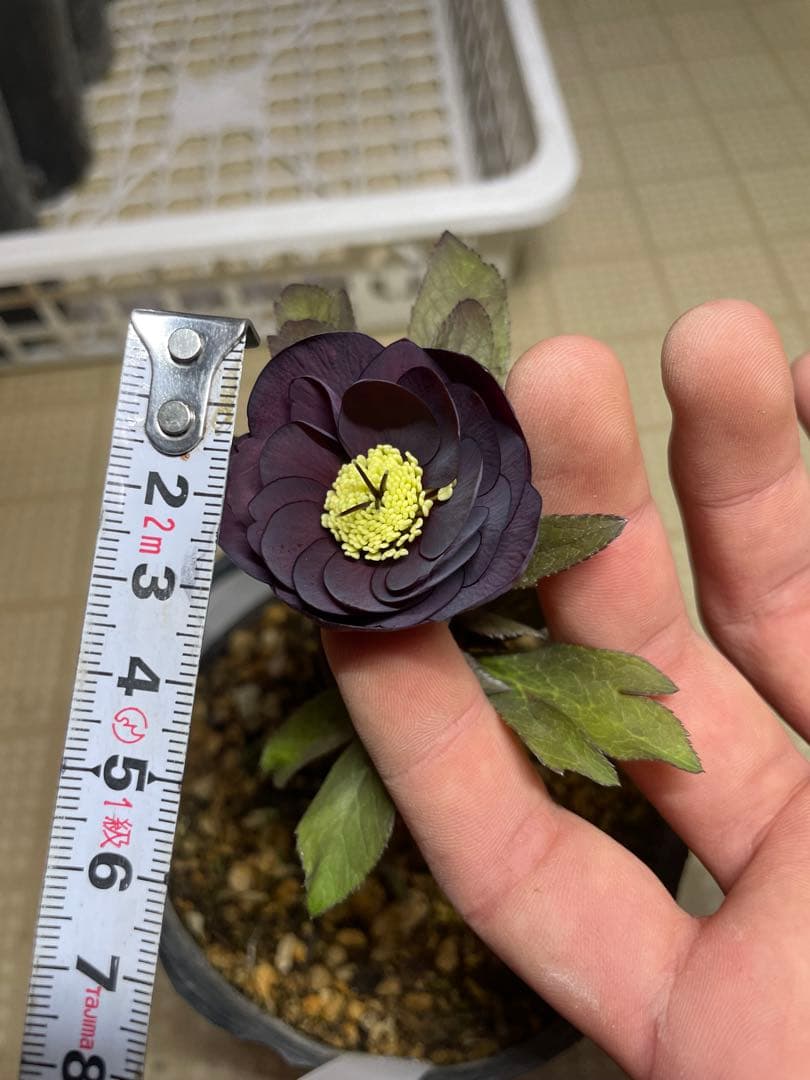 加藤農園 鴉葉 リトルコレクション クリスマスローズ