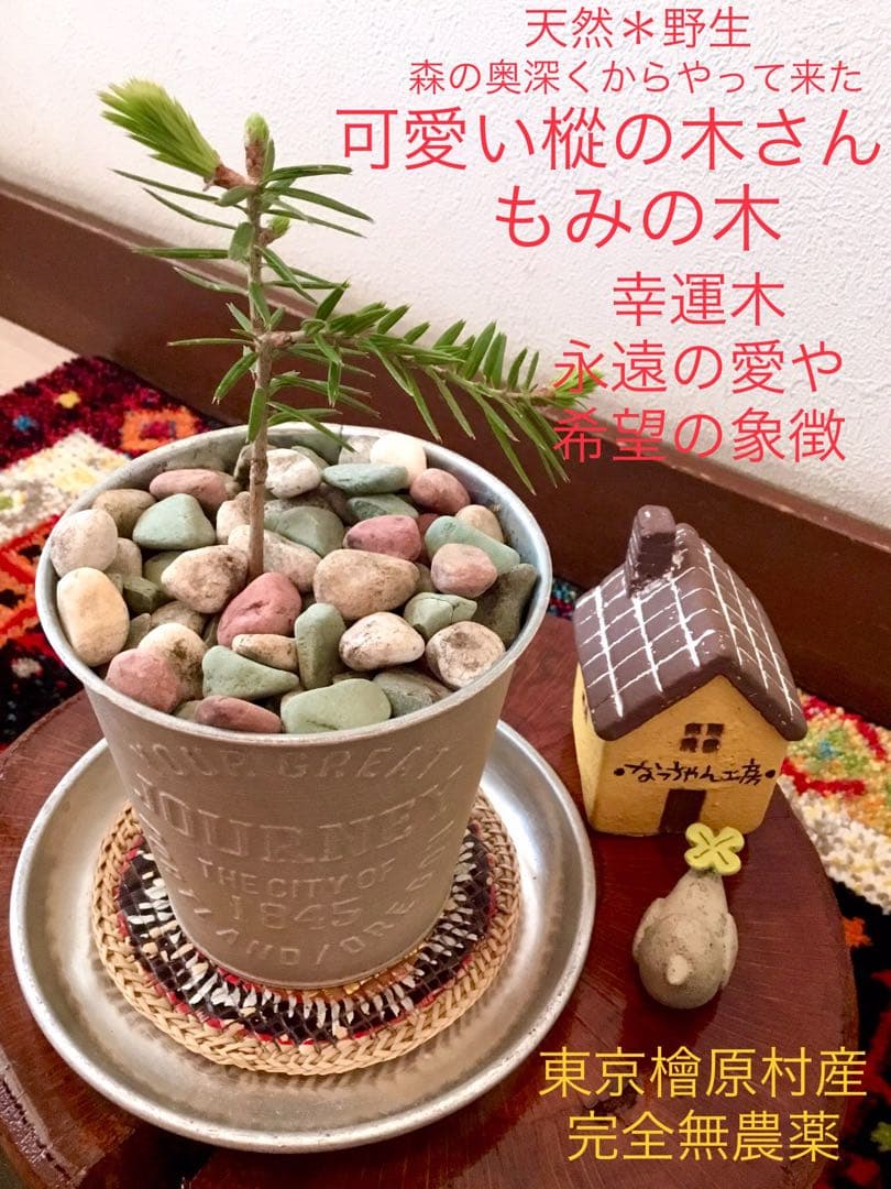 希望の象徴！幸運木【森からやって来た天然野生のもみの木さん＊樅の木】今年3年生！