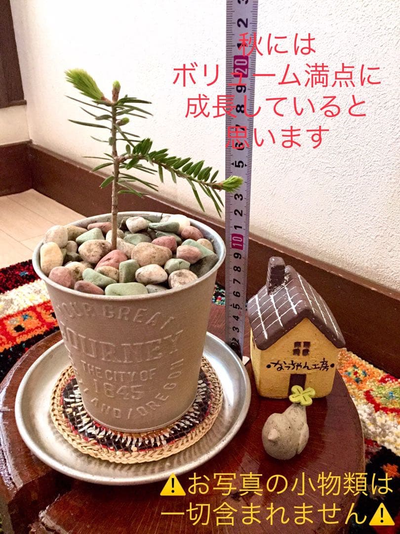 希望の象徴！幸運木【森からやって来た天然野生のもみの木さん＊樅の木】今年3年生！