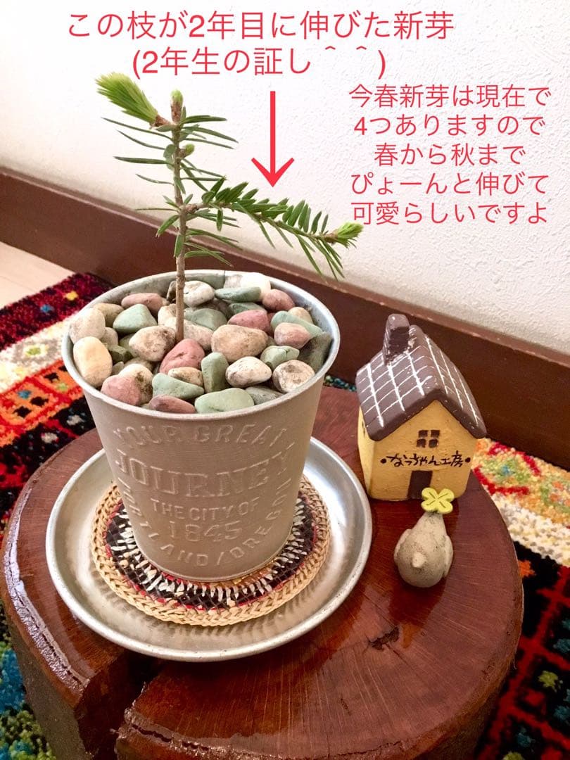 希望の象徴！幸運木【森からやって来た天然野生のもみの木さん＊樅の木】今年3年生！