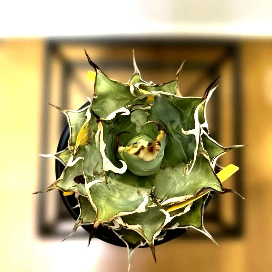 アガベ 親株出品 ハデス 鉢植発送 極上血統 大株