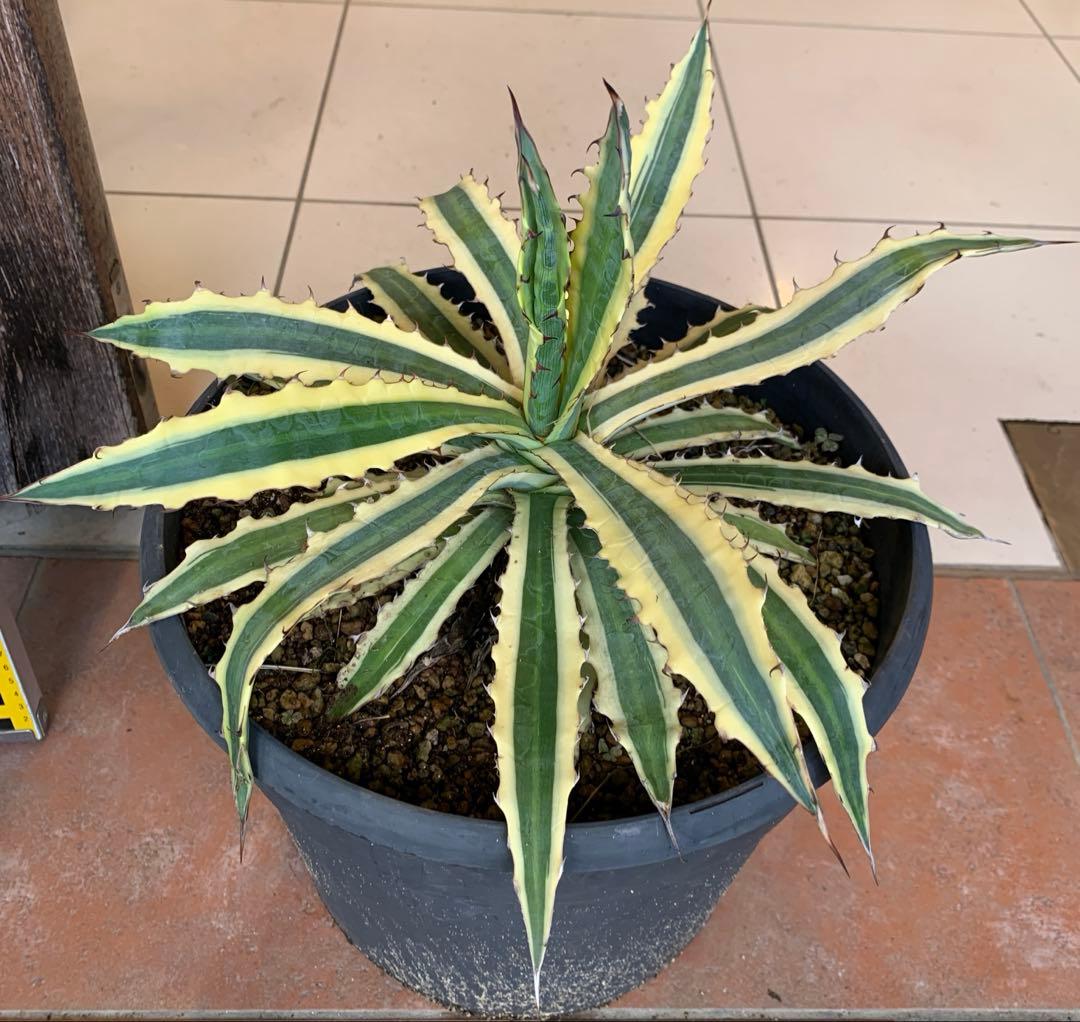 アガベ リギデシマ