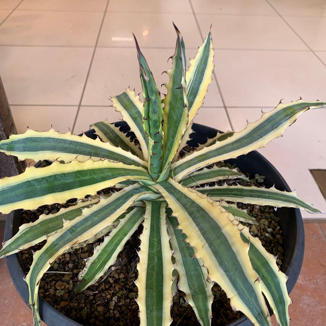 アガベ リギデシマ