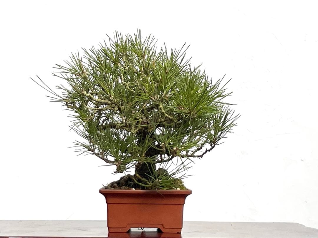 三河盆栽　黒松　盆栽