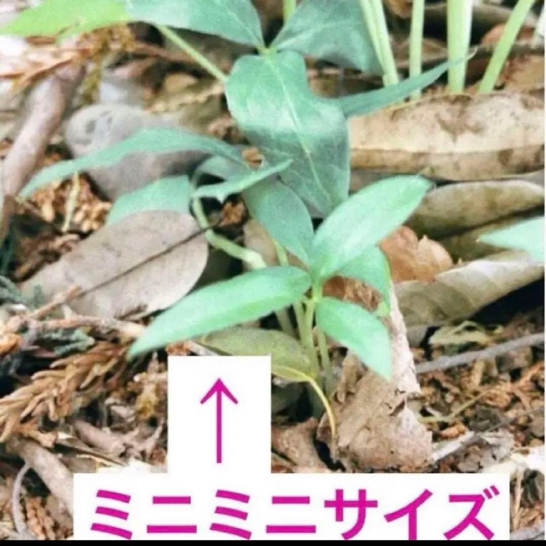 ミニウラシマソウ5.6本　浦島草　苗　 山野草　耐寒性多年草　多年草　天南星